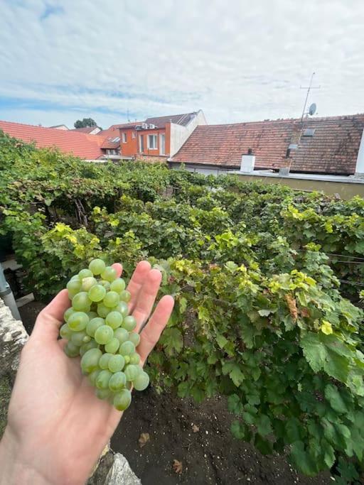 Mikulovska Chalupa Se Sklepem Exteriér fotografie
